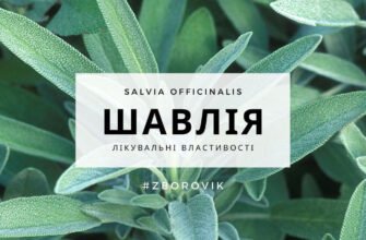 H1: Лікувальні властивості шавлії мускатної: здоров’я у кожному листі