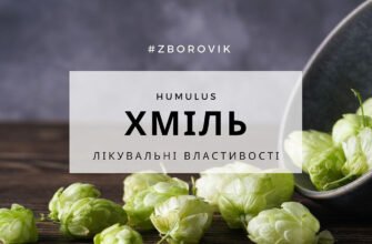 Хміль: лікувальні властивості та користь для вашого здоров’я