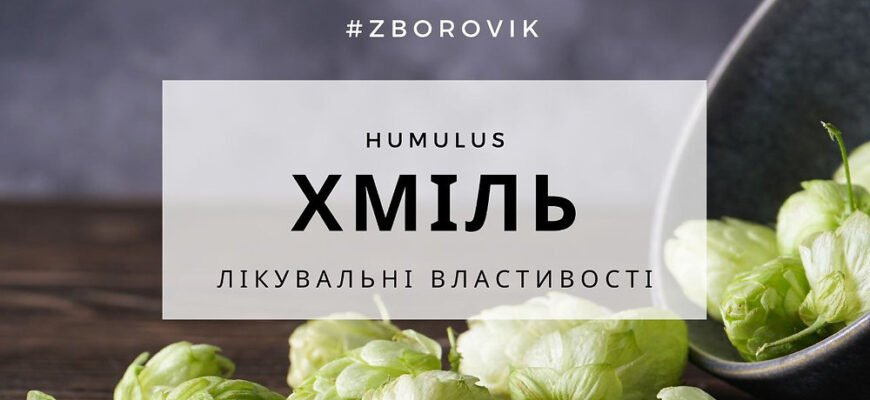 Хміль: лікувальні властивості та користь для вашого здоров’я