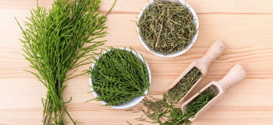 Хвощ: лікувальні властивості, застосування і користь для здоров’я