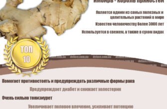 Імбир: корисні властивості та вплив на здоров’я організму людини