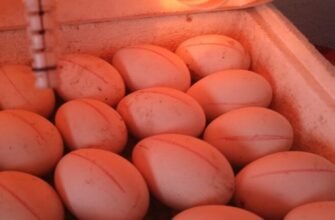 Інкубація гусячих яєць: повний гід від закладки до вилуплення