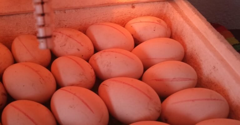 Інкубація гусячих яєць: повний гід від закладки до вилуплення