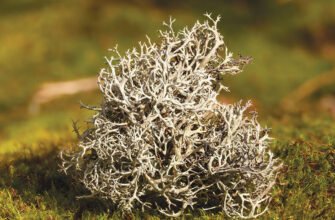 Ісландський мох: лікувальні властивості та рекомендації щодо прийому