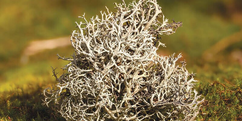 Ісландський мох: лікувальні властивості та рекомендації щодо прийому