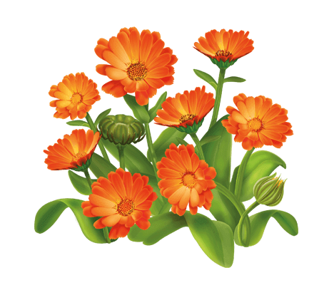 Календула: Лікувальні Властивості та Використання у Народній Медицини