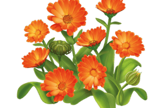 Календула: лікувальні властивості та застосування для здоров’я