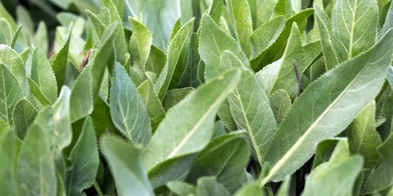 Канупер: дослідження лікувальних властивостей та корисних ефектів