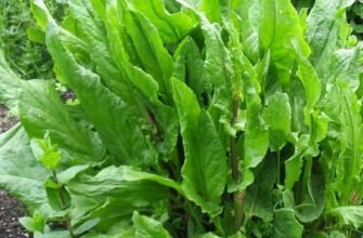 Кінський щавель: лікувальні властивості та користь для здоров’я