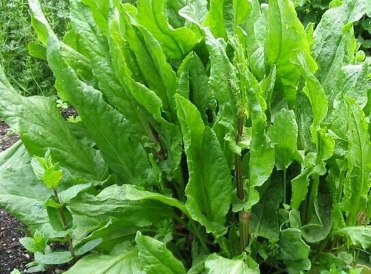 Кінський щавель: лікувальні властивості та користь для здоров’я