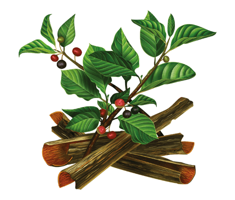 Кора крушини: лікувальні властивості та користь для здоров’я організму