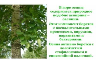 Кора осики: лікувальні властивості та їх застосування в медицині