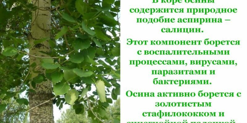 Кора осики: лікувальні властивості та застосування в народній медицині
