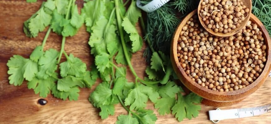 “Коріандр: Лікувальні Властивості та Застосування для Здоров’я”