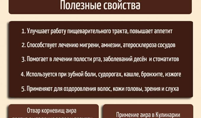 Корінь аїру: дивовижні лікувальні властивості та їх застосування