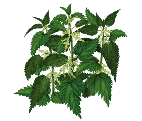 “Кропива: Лікувальні Властивості Та Використання Для Здоров’я”