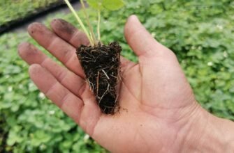 Купуйте саджанці від виробника: Якість і вигода гарантовані