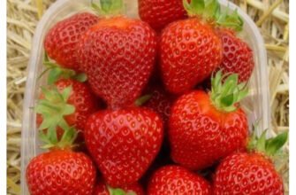 Купити розсаду полуниці фріго від виробника: кращі пропозиції України