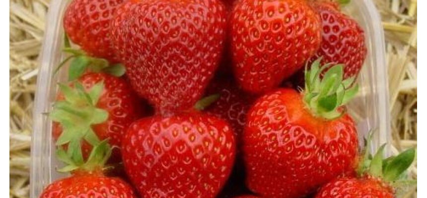 Купити розсаду полуниці фріго від виробника: кращі пропозиції України