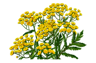 Лікарські властивості пижма бальзамічного: користь кануперу для здоров’я