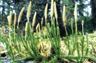 Лікоподій: лікувальні властивості та корисні переваги рослини