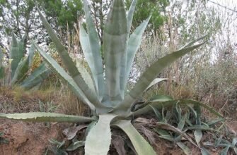 Лікувальні властивості агави: користь для здоров’я та застосування