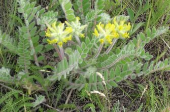 “Лікувальні властивості астрагалу: ефективність та застосування”