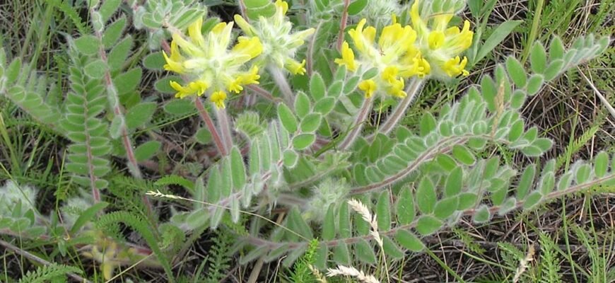 “Лікувальні властивості астрагалу: ефективність та застосування”