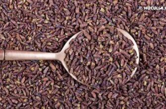 Лікувальні властивості березових бруньок: користь для здоров’я і застосування