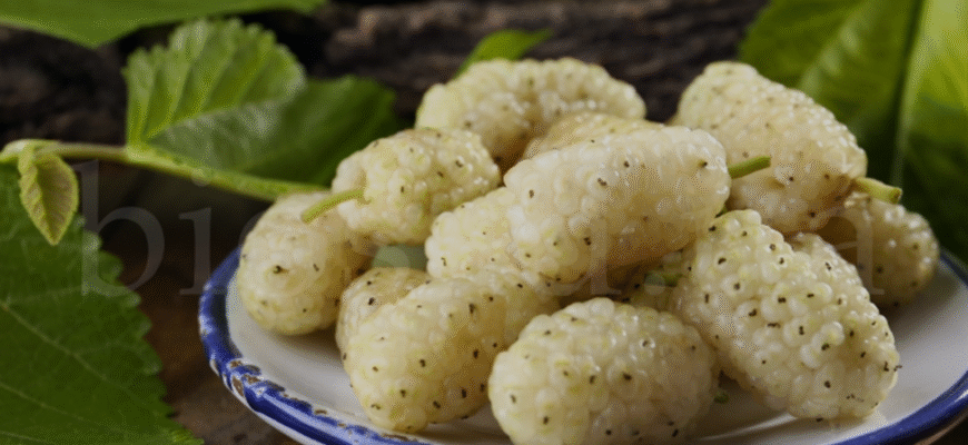 Лікувальні властивості білої шовковиці: користь та застосування