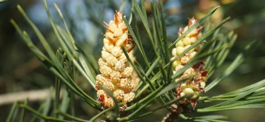 Лікувальні властивості бруньок сосни: природні засоби для здоров’я