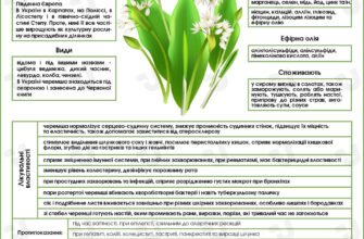 Лікувальні властивості черемхи: секрети та користь для здоров’я