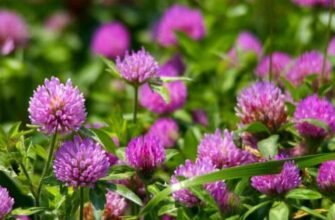 Лікувальні Властивості Червоної Конюшини: Користь Для Здоров’я