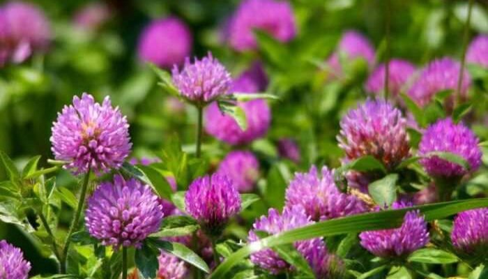 Лікувальні Властивості Червоної Конюшини: Користь Для Здоров’я