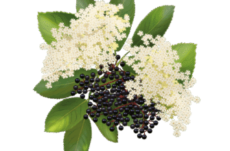 Лікувальні властивості чорної бузини: натуральний засіб для здоров’я