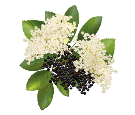Лікувальні властивості чорної бузини: натуральний засіб для здоров’я