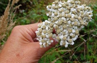 Лікувальні властивості деревію: секрети використання в народній медицині