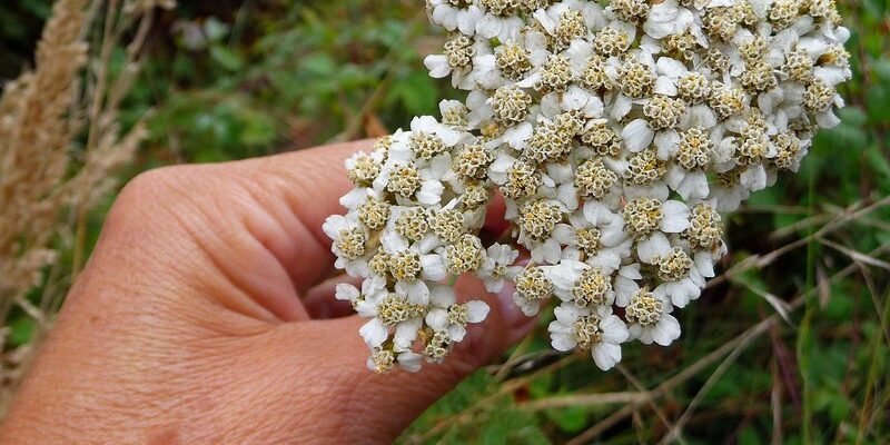 Лікувальні властивості деревію: секрети використання в народній медицині