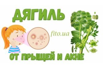 Лікувальні властивості дягелю лікарського: користь для здоров’я
