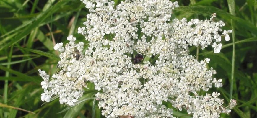 Лікувальні властивості дикої моркви: користь для здоров’я та застосування