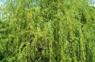 Лікувальні властивості гілок верби: природна аптека на вашому подвір’ї