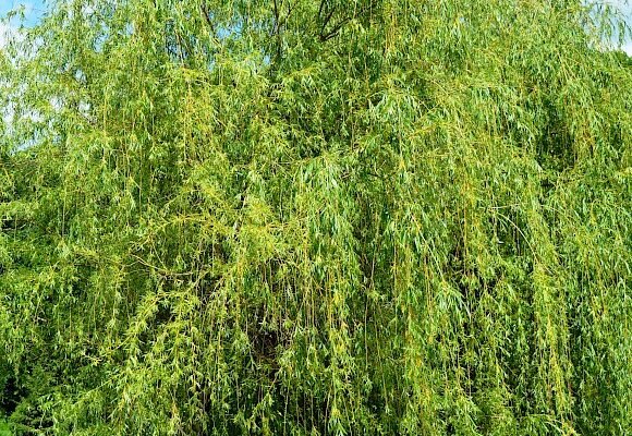 Лікувальні властивості гілок верби: природна аптека на вашому подвір’ї