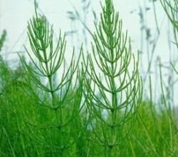 Лікувальні властивості хвоща польового: як застосовувати ефективно