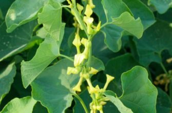 Лікувальні властивості хвилівника звичайного: користь для здоров’я