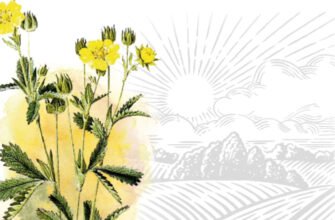 Лікувальні Властивості Калгану: Стародавній Еліксир для Здоров’я