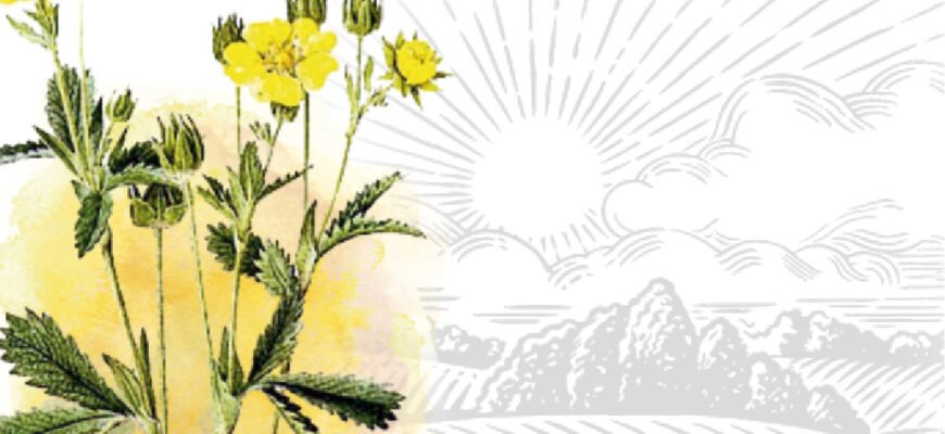 Лікувальні Властивості Калгану: Стародавній Еліксир для Здоров’я