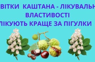 Лікувальні властивості кінського каштану: секрети природи для здоров’я