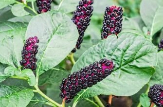 Лікувальні властивості кореня лаконоса: природна допомога для здоров’я