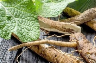 Лікувальні властивості кореня лопуха: секрети здоров’я та користь