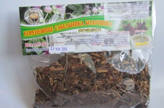 Лікувальні властивості кореня сабельника: природна медицина в дії